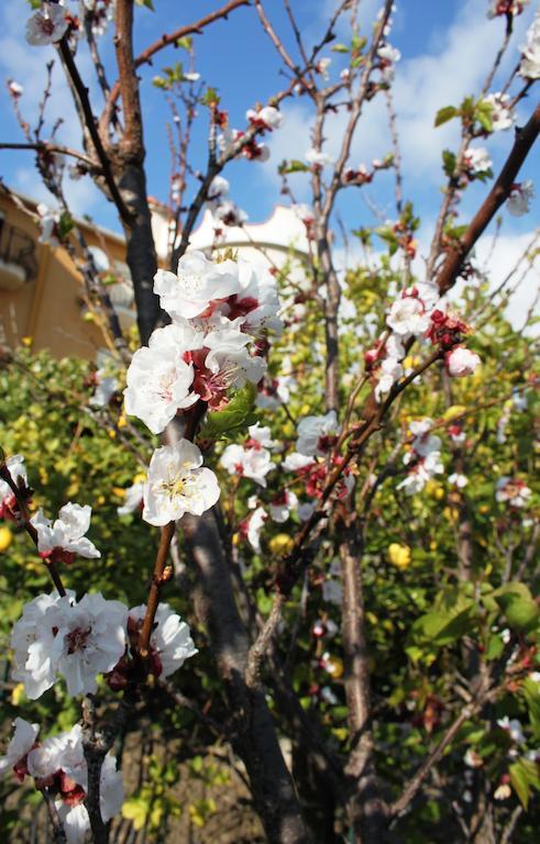 B&B Villa Olimpo Le Torri Agrigento Zewnętrze zdjęcie